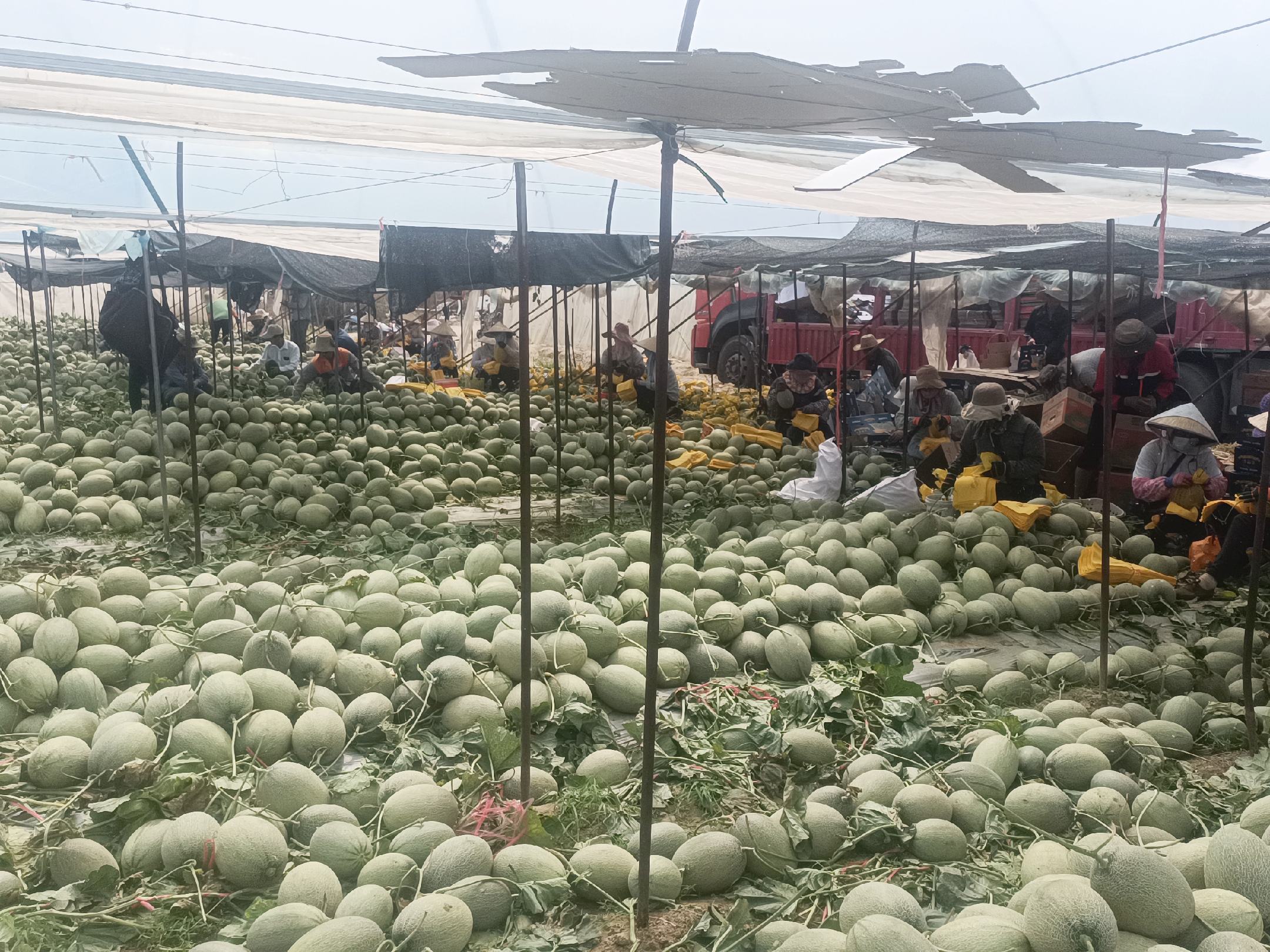 哈密瓜种植基地内,游客与当地农民合影留念,背景为成片的哈密瓜田 哈密瓜种植基地与游客合影