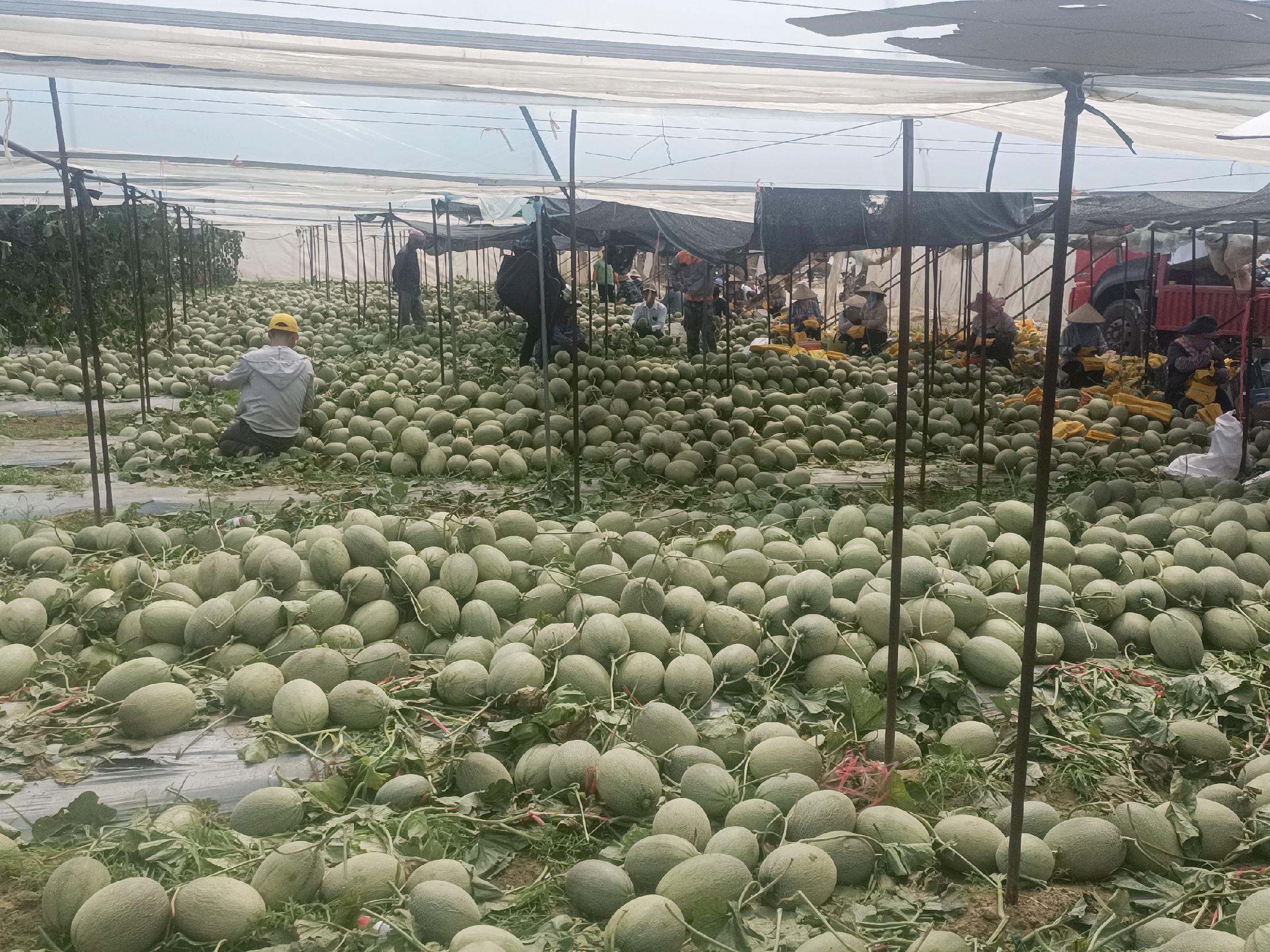 哈密瓜病害喷药防治