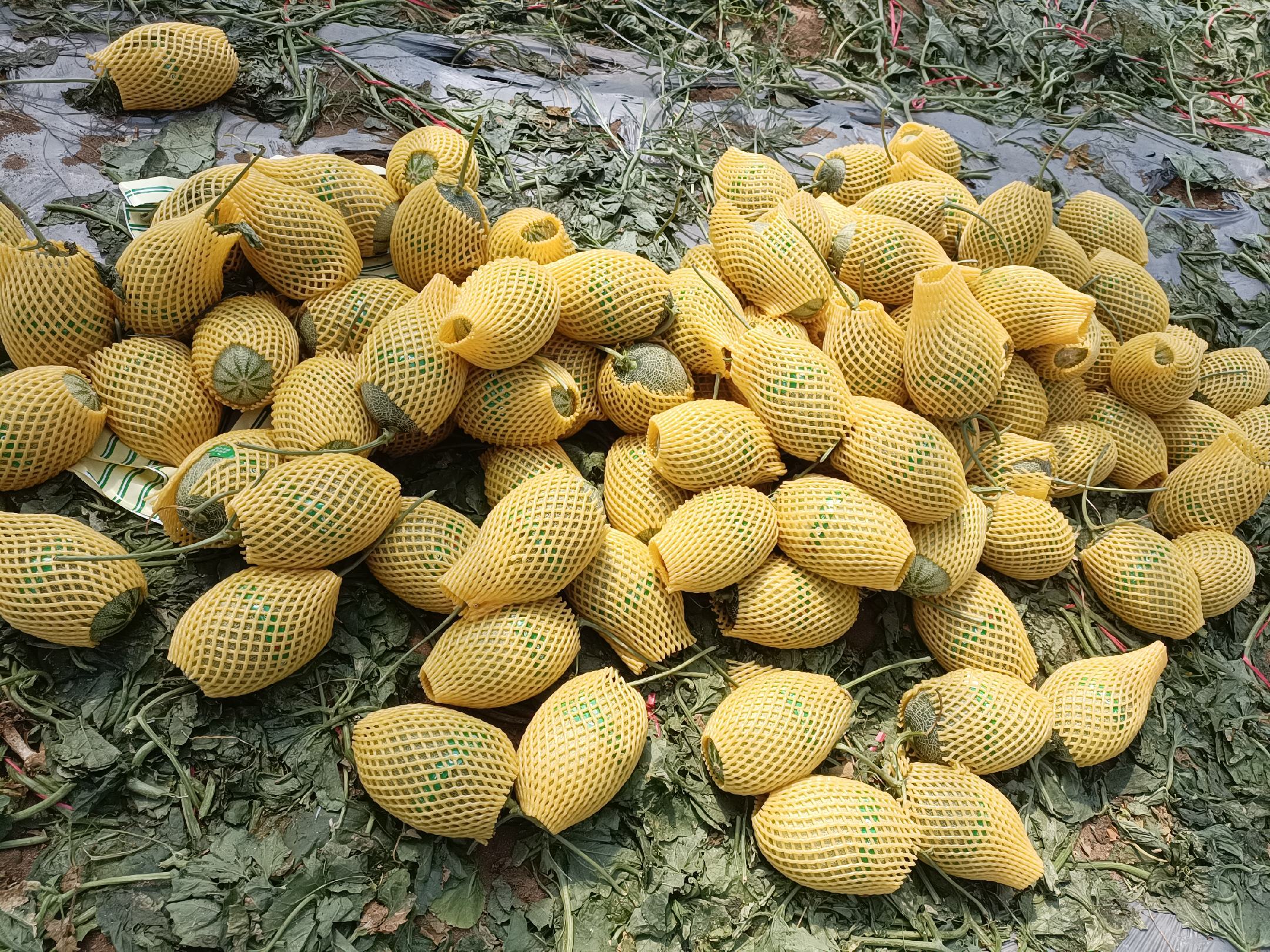 哈密瓜包装与物流现场