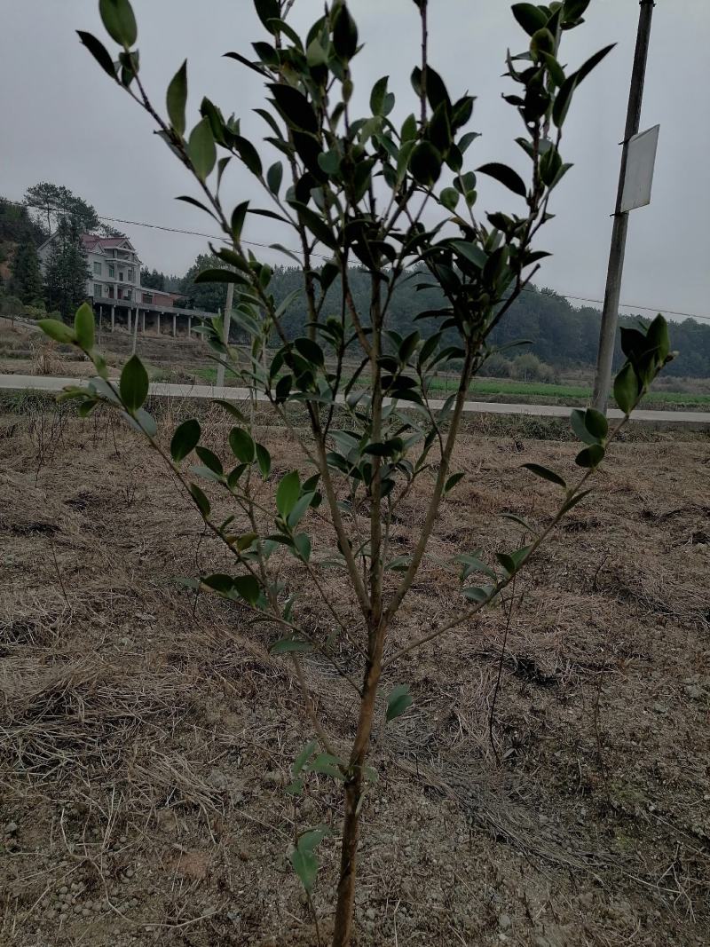 茶树苗.油茶苗.高产嫁接油茶苗基地直销.质量保证.，