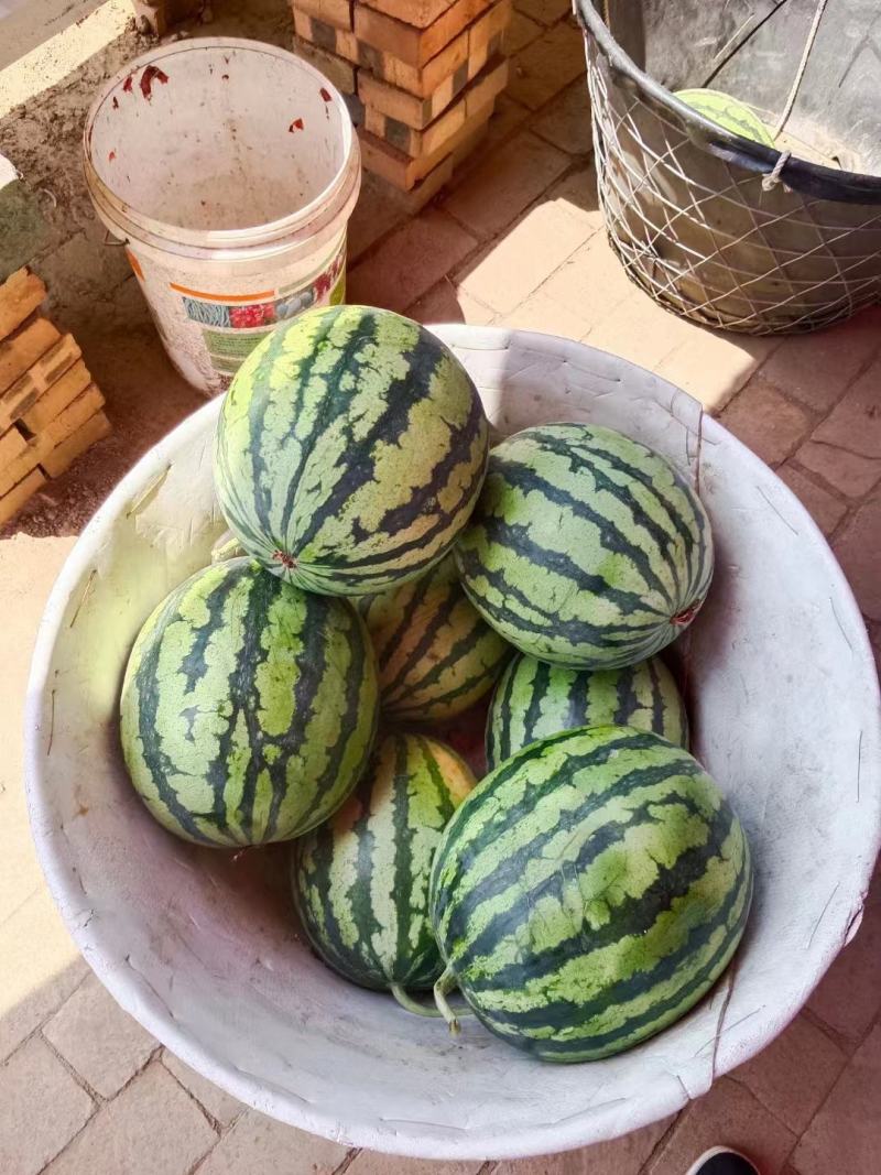 山西麒麟西瓜大量上市品质保证一手货源量大从优
