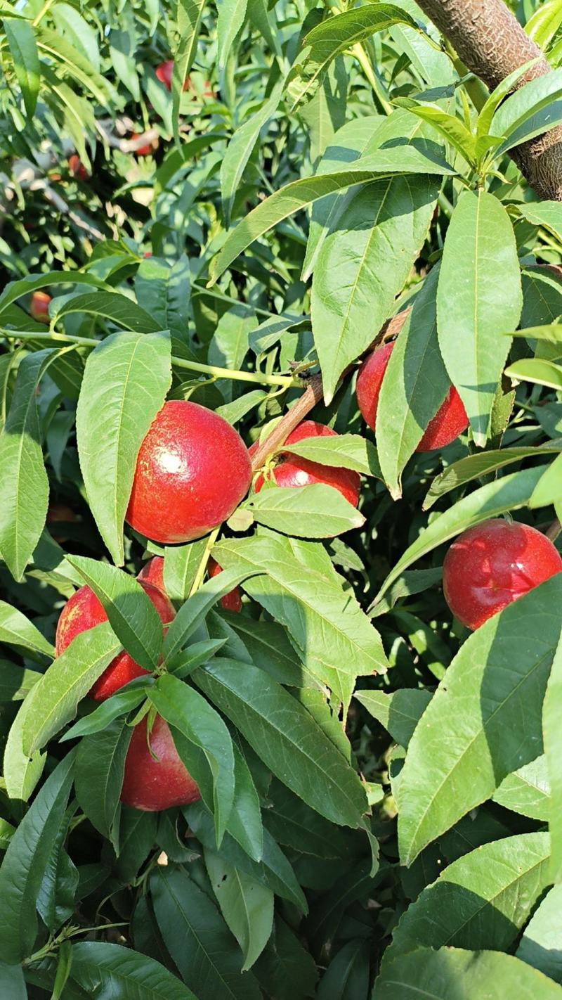 【中油5号】陕西大荔中油油桃大量有货量大从优对接全国