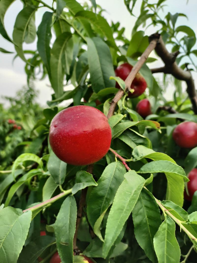 【中油5号】陕西大荔中油油桃大量有货量大从优对接全国