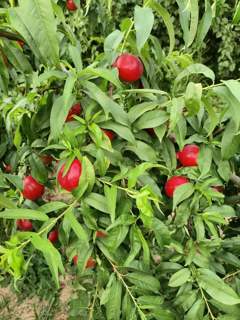 【中油5号】陕西大荔中油油桃大量有货量大从优对接全国