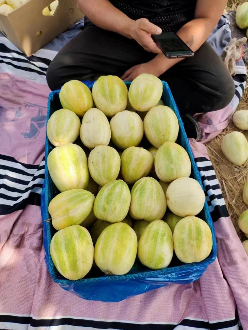 山西真甜甜瓜大量上市品质保证一手货源量大从优