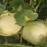 山西真甜甜瓜大量上市品质保证一手货源量大从优
