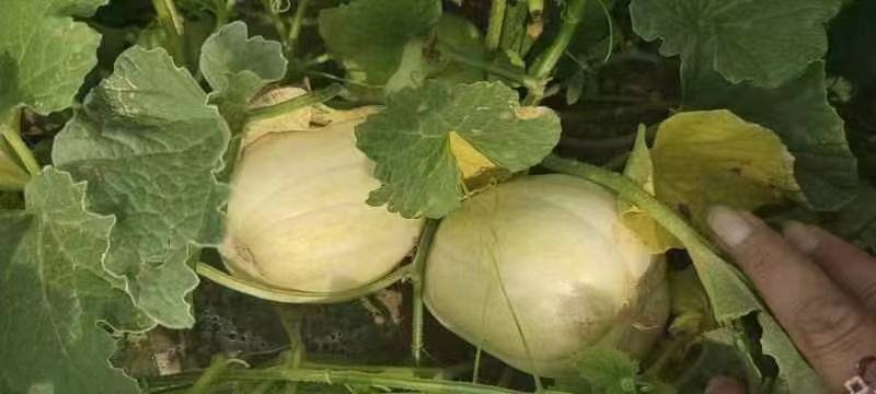 山西真甜甜瓜大量上市品质保证一手货源量大从优