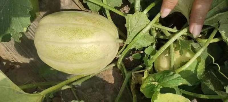 山西真甜甜瓜大量上市品质保证一手货源量大从优