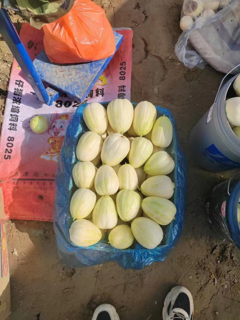 山西真甜甜瓜大量上市品质保证一手货源量大从优