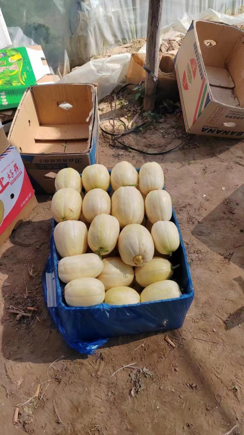 山西真甜甜瓜大量上市品质保证一手货源量大从优