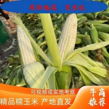 山西万糯2000玉米大量上市品质保证量大从优欢迎联