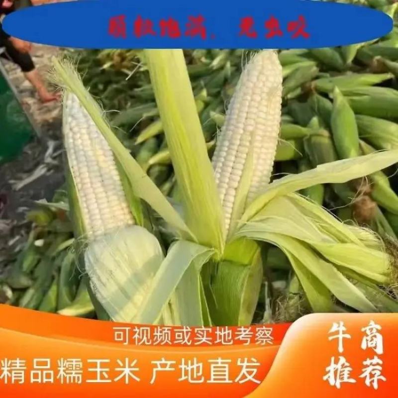 山西万糯2000玉米大量上市品质保证量大从优欢迎联