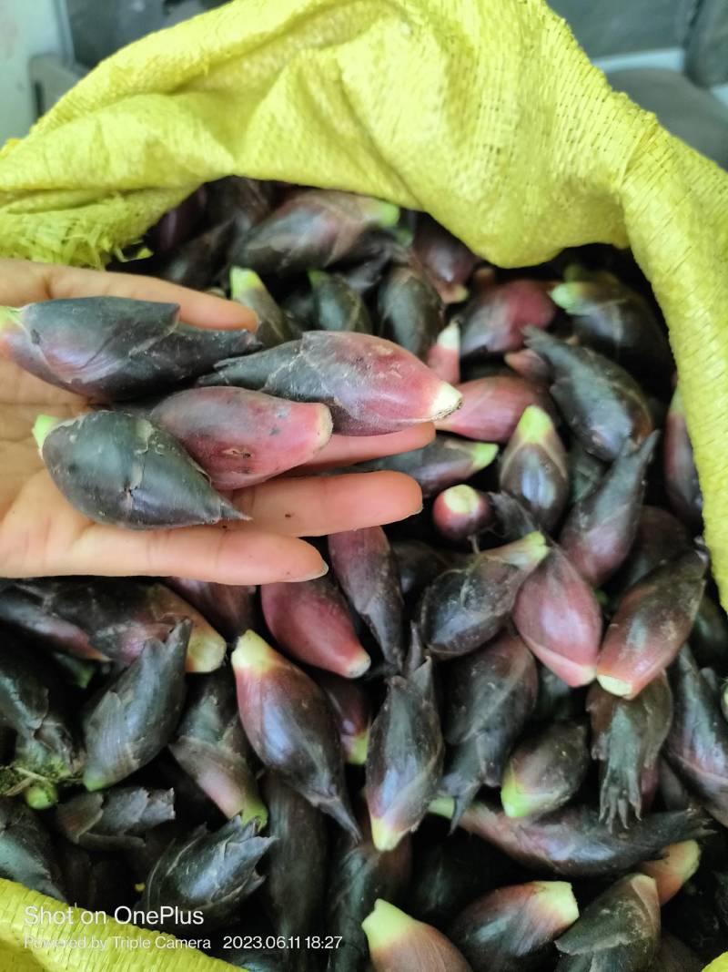 新鲜洋菏上市