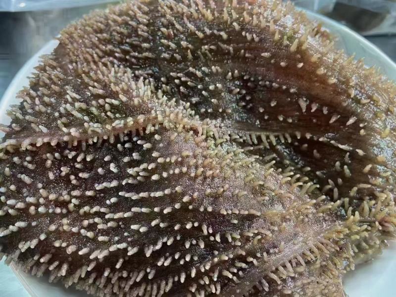 毛肚大叶片毛肚小叶片，碎毛肚，毛肚边角料，品类齐全！！