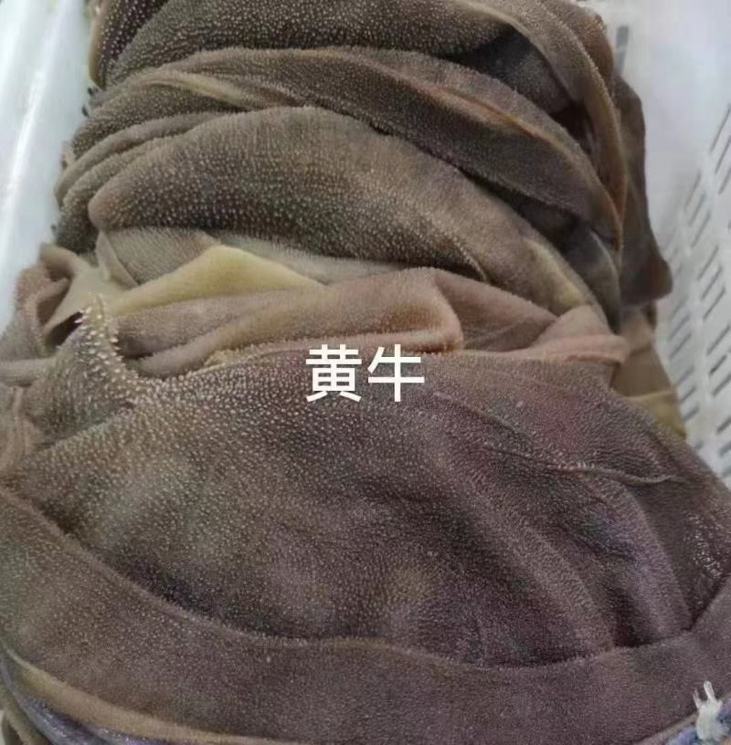 毛肚大叶片毛肚小叶片，碎毛肚，毛肚边角料，品类齐全！！