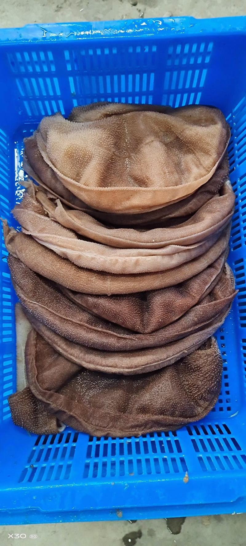 毛肚大叶片毛肚小叶片，碎毛肚，毛肚边角料，品类齐全！！