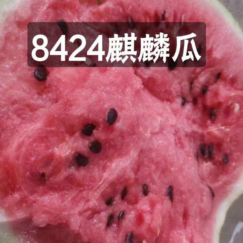 《推荐》8424美都麒麟小薄皮大红瓤保质量全国代发