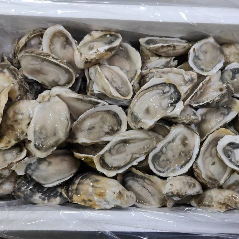 半壳生蚝，各规格均有