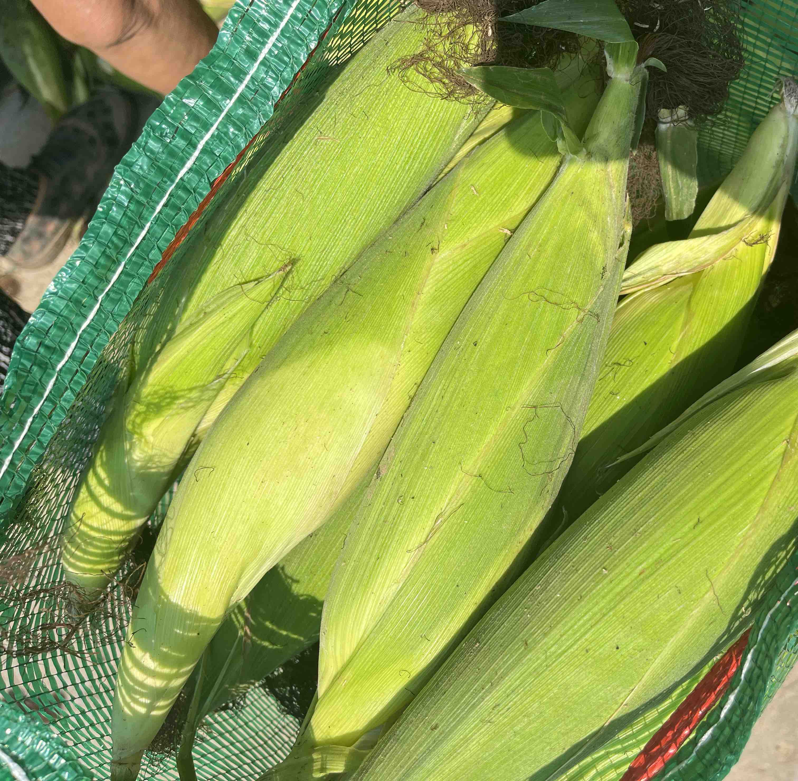 农贸市场摊位上摆放着多根新鲜水果玉米,顾客正在认真挑选 水果玉米市场选购图