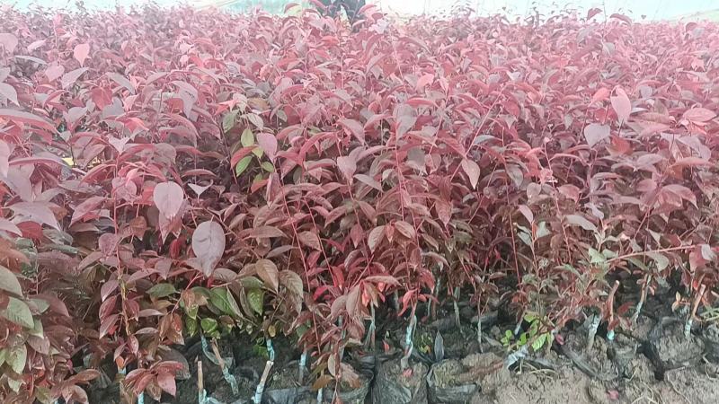 吉林密枝红叶李杯苗，苗木基地，一手货源，欢迎致电联系