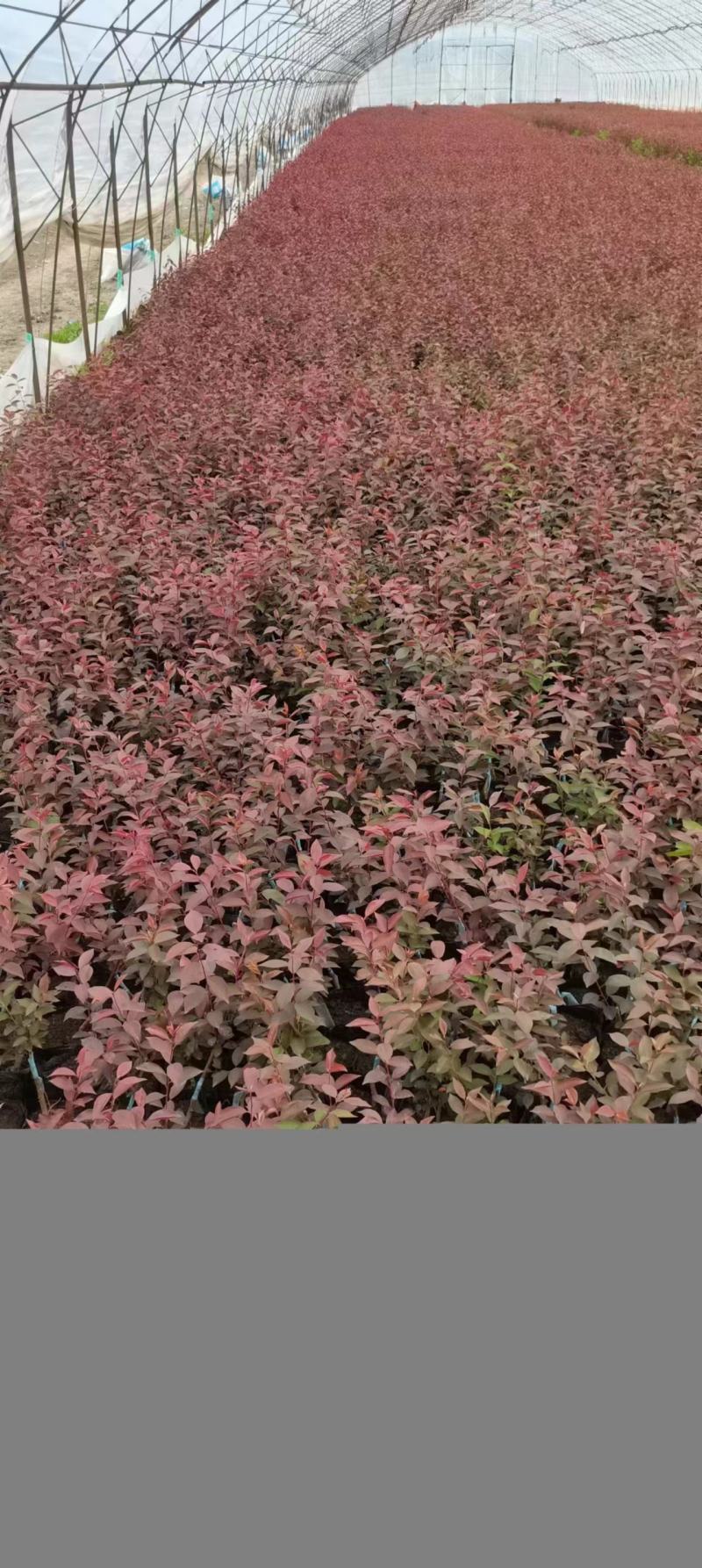 吉林密枝红叶李杯苗，苗木基地，一手货源，欢迎致电联系