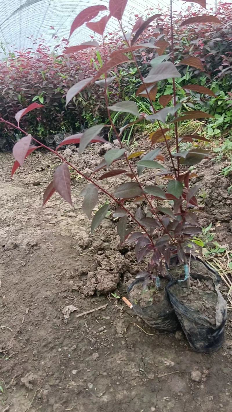 吉林密枝红叶李杯苗，苗木基地，一手货源，欢迎致电联系