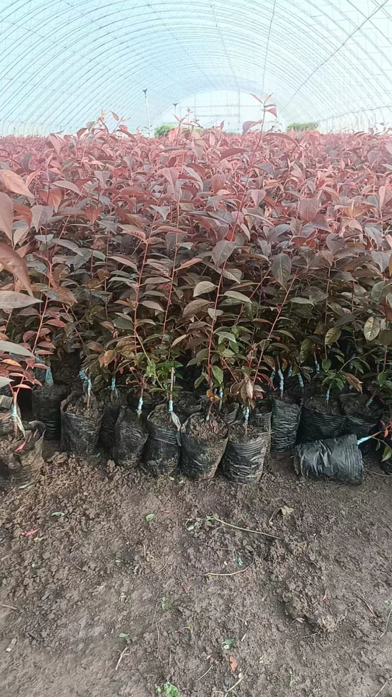 吉林密枝红叶李杯苗，苗木基地，一手货源，欢迎致电联系