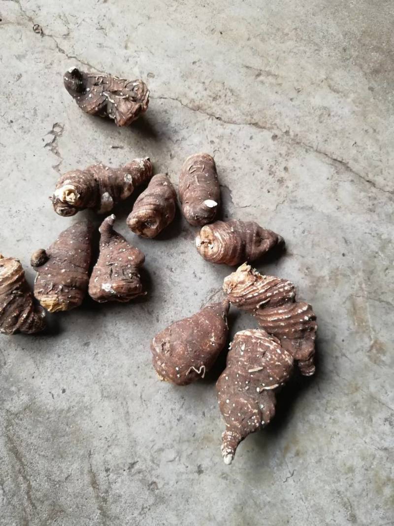 大量出售重楼干货质量保证价格合理