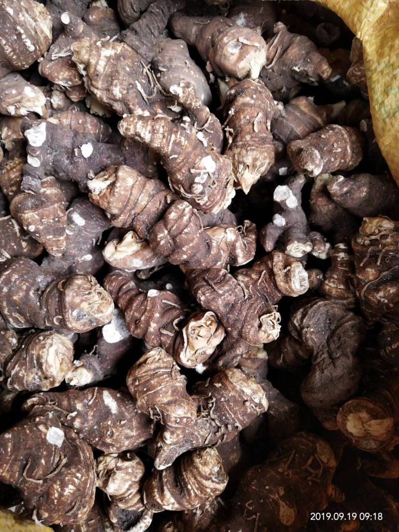 大量出售重楼干货质量保证价格合理