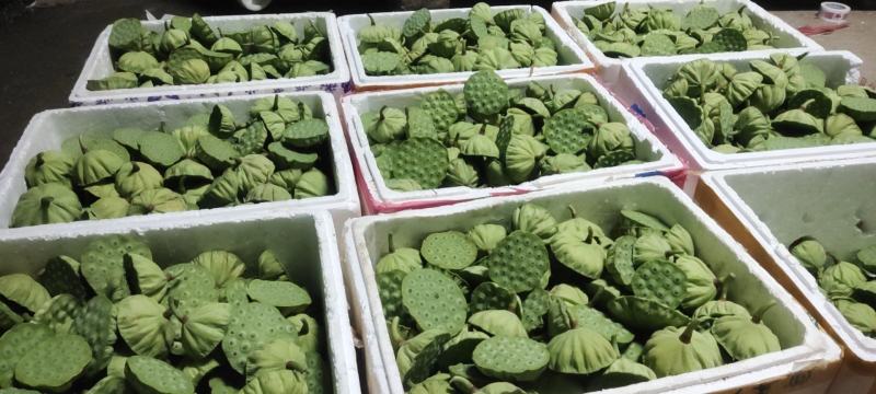 2023年新出嫩莲蓬基地发货新鲜水果莲蓬大量供应