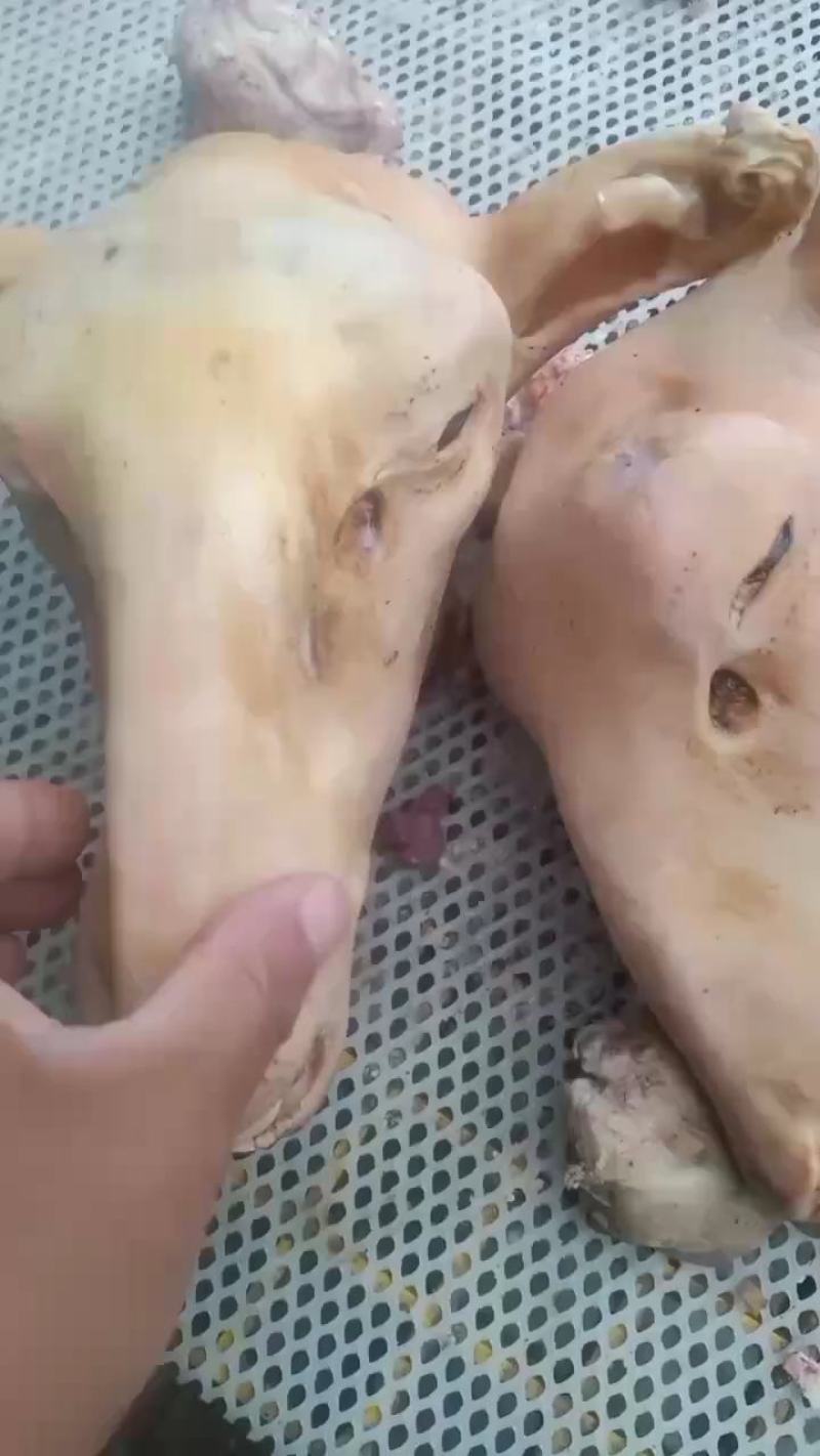 育肥火燎羊头各种规格都有，需要的老板下单吧！