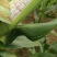 花糯玉米甜玉米商超直供