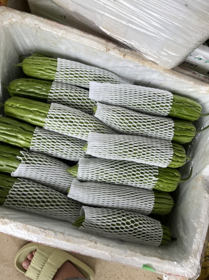 （实力供货）绿油苦瓜，万亩产地，一手货源
