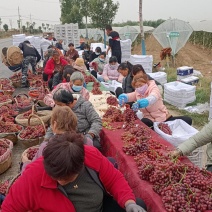 陕西葡萄货源充足产地直发