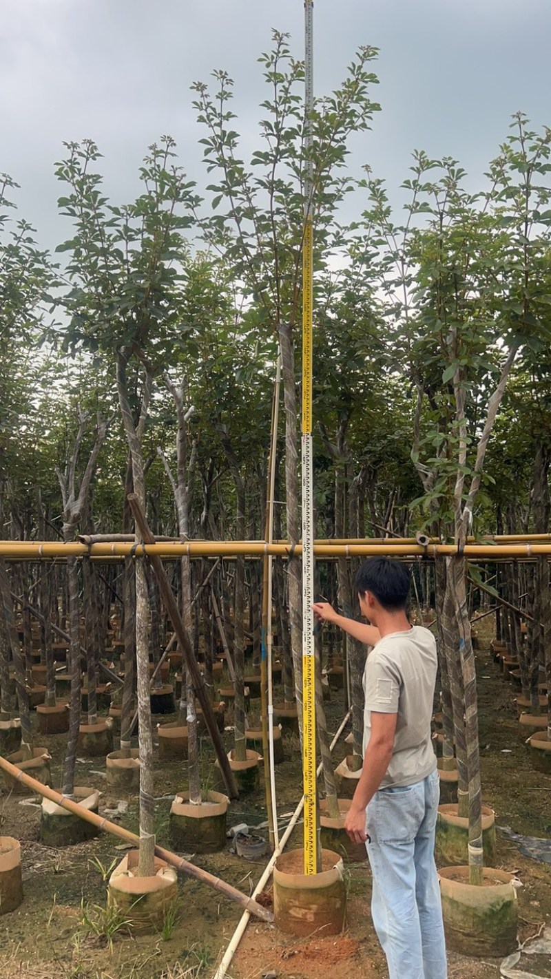 供应优质苗木：黄花风玲木