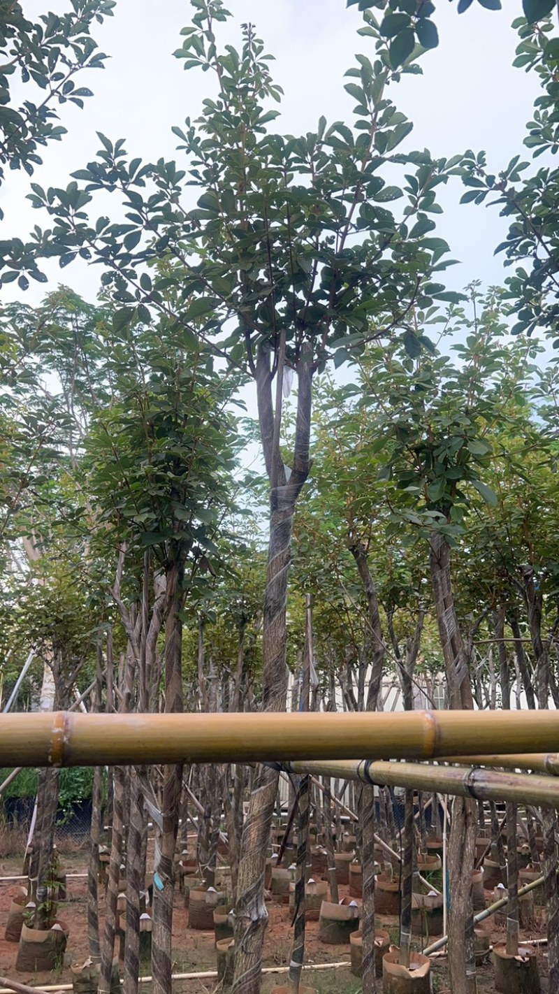 供应优质苗木：黄花风玲木