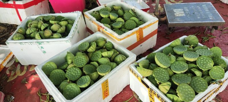 鲜红莲子，新鲜去壳红莲原产地大量供应发货