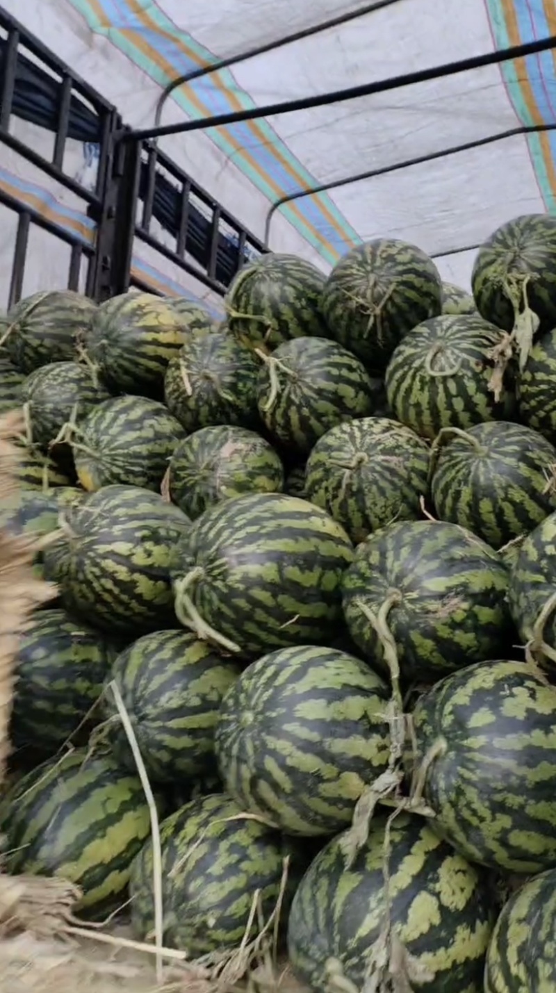 【陕西甜王】蒲城西瓜大量上市价格便宜瓤甜多汁提前预定