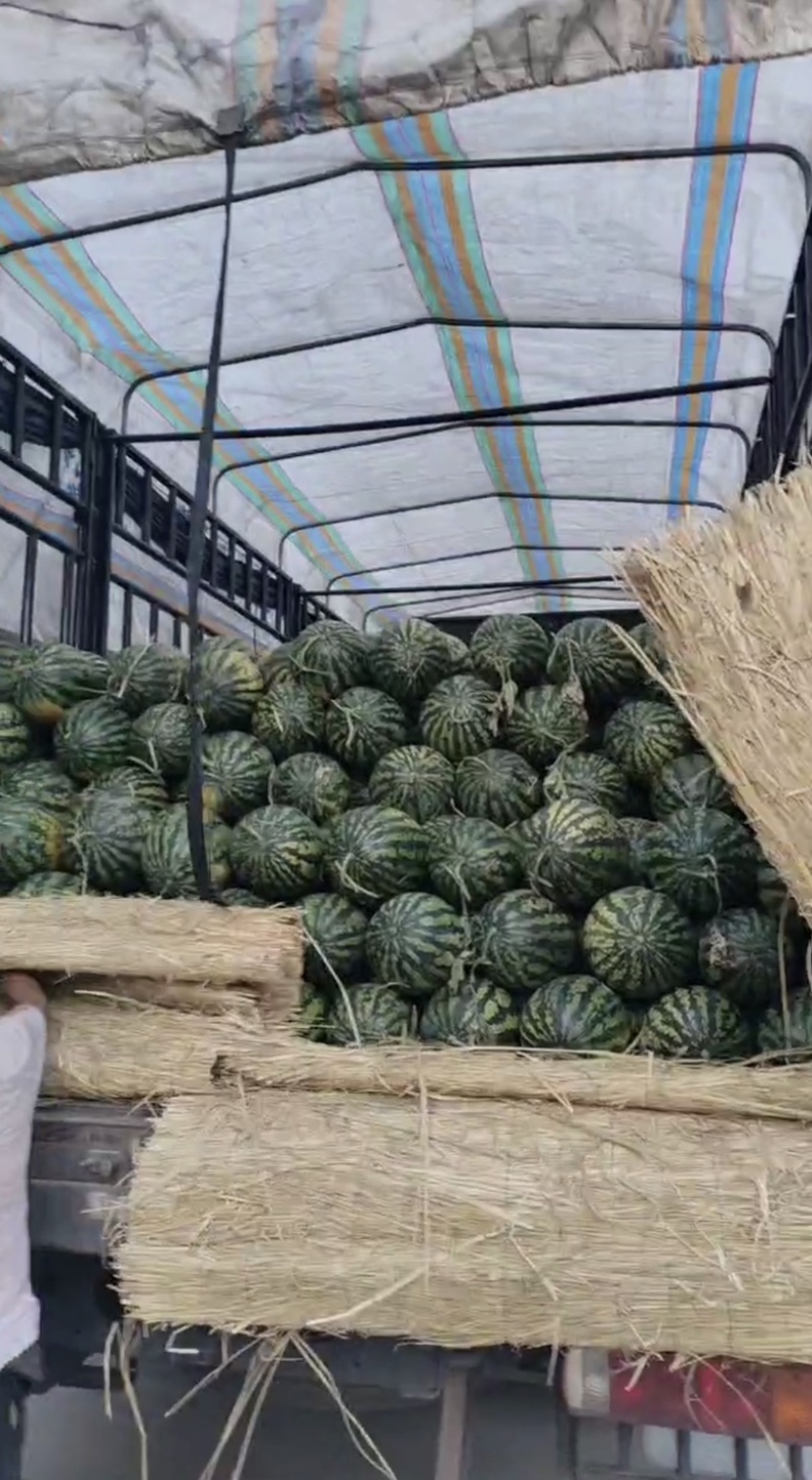 【陕西甜王】蒲城西瓜大量上市价格便宜瓤甜多汁提前预定