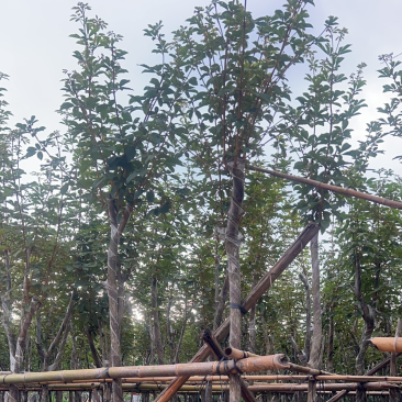 供应优质苗木：黄花风玲木