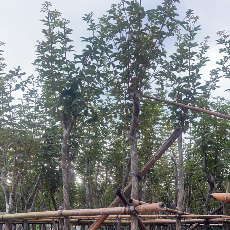 供应优质苗木：黄花风玲木