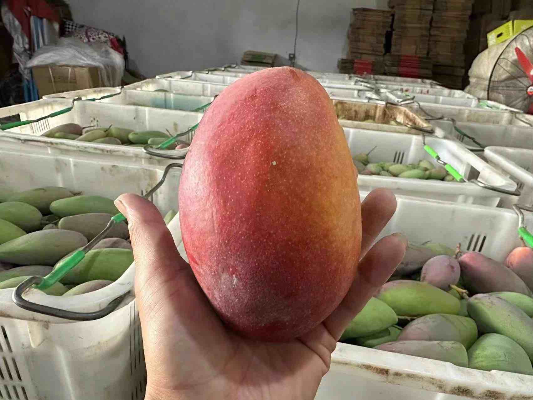 贵妃芒与小台芒对比图