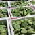 今年新出新鲜水果莲蓬大量供应发货进行中