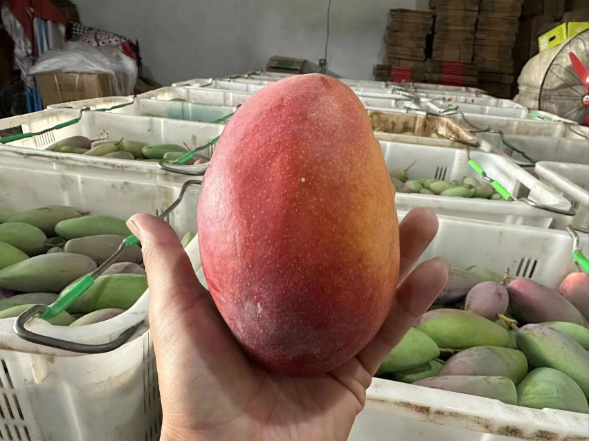 贵妃芒果园与一口芒果园对比图