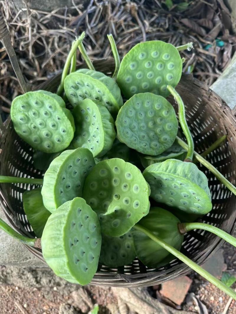 今年新出新鲜水果莲蓬大量供应发货进行中