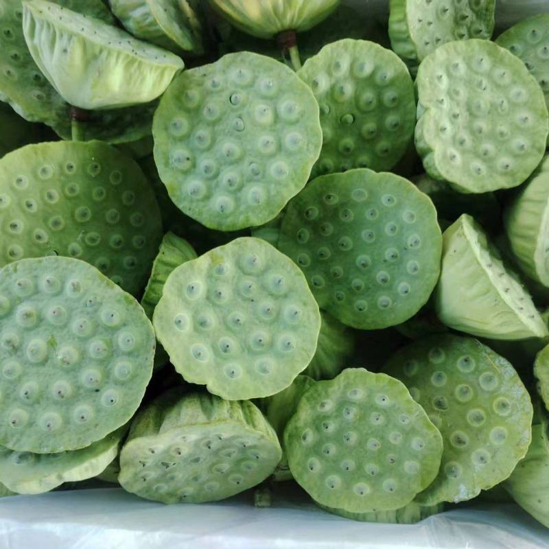 新鲜水果太空莲蓬清甜嫩莲蓬大量供应发货