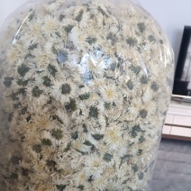 七月菊新货