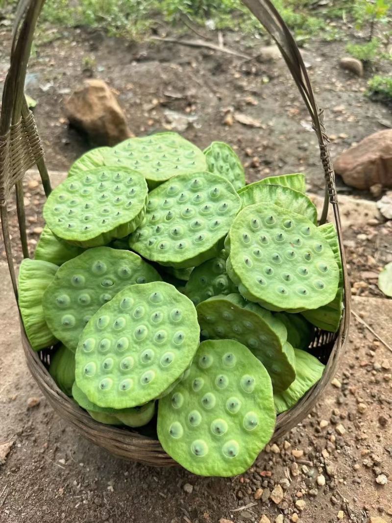 新鲜水果太空莲蓬清甜嫩莲蓬大量供应发货