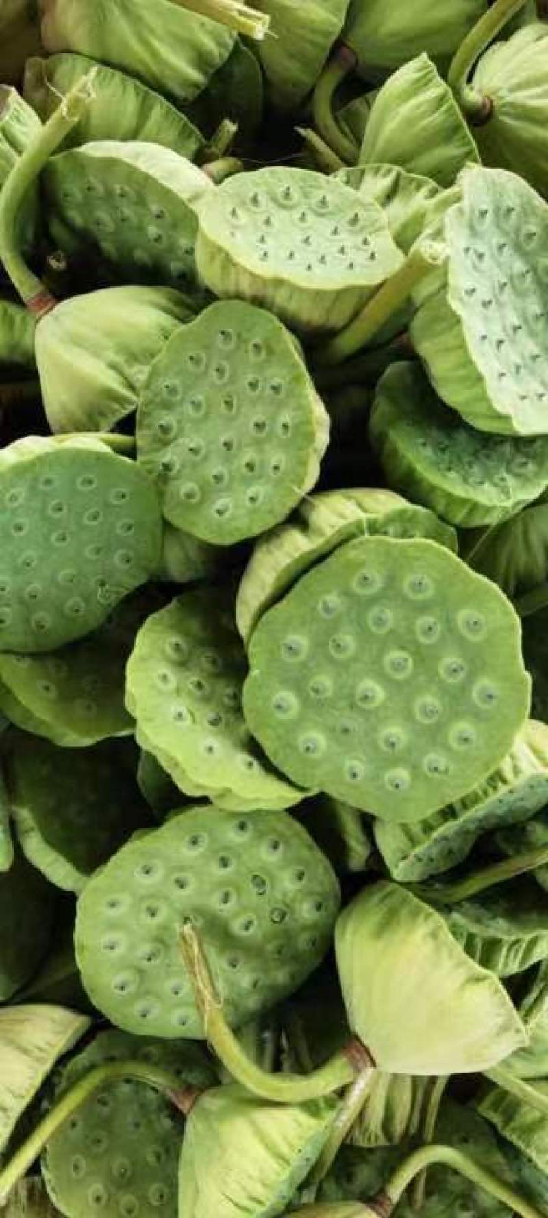 新鲜水果太空莲蓬清甜嫩莲蓬大量供应发货