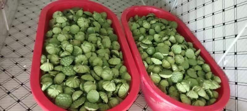 新鲜水果太空莲蓬清甜嫩莲蓬大量供应发货